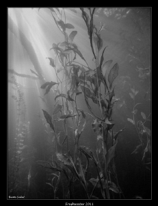 Early Morning Dive ! by Beate Seiler 